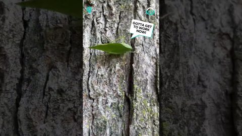Close Up Of Mad Leaf Insect || ViralHog