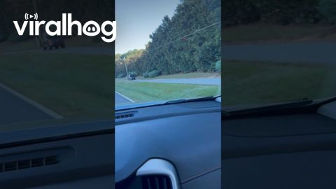High Schoolers Use Golf Carts to Get to School || ViralHog