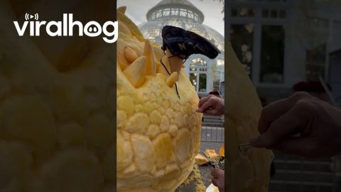 2424lb Pumpkin Carving || ViralHog