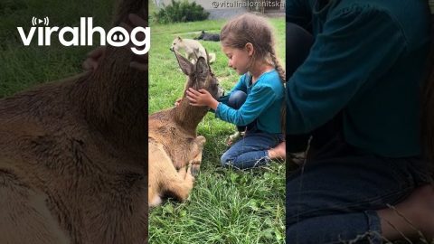 Girl Cuddles And Kisses Fawn || ViralHog