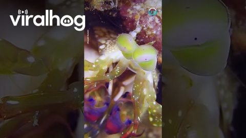 Mad Shrimp With Crazy Eyes || ViralHog