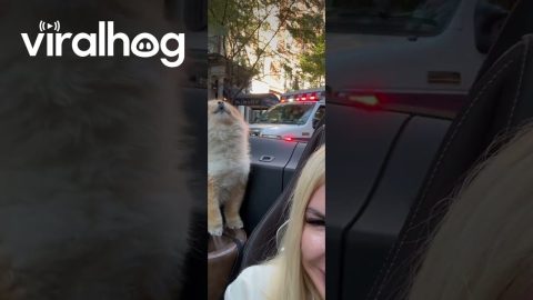 Puppy Howls Along With Ambulance Siren || ViralHog