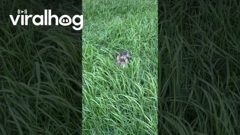 Tiny Puppy Plays in Grass || ViralHog