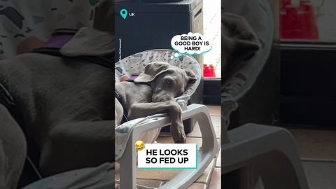 Puppy Naps In Baby Seat || ViralHog