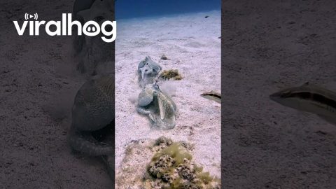 Octopuses Have a Dispute || ViralHog