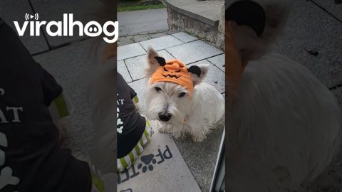Westies In Halloween Costumes || ViralHog