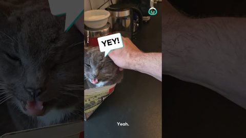 Cat Naps In Tea Bag Box || ViralHog