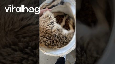 Goat Gets Stuck Upside-Down in Food Bucket || ViralHog