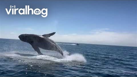 A Whale Of A Send Off || ViralHog