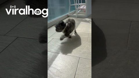 Shih Tzu Prances In The Breeze || ViralHog