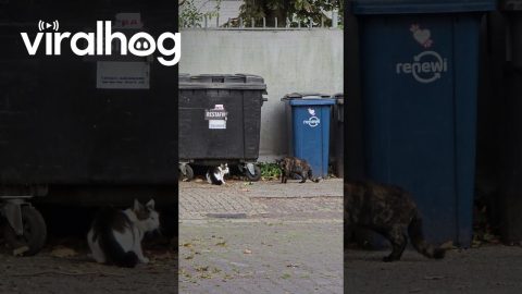 How to End a Cat Fight || ViralHog