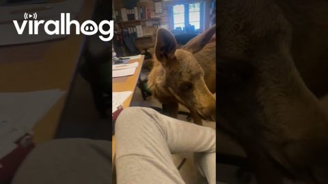 Baby Moose in the Office || ViralHog