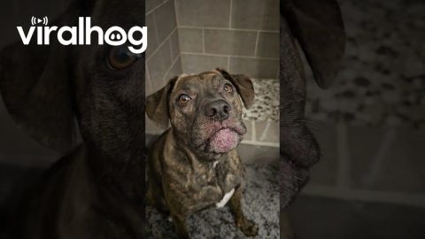 Manford Is a Momma's Boy || ViralHog