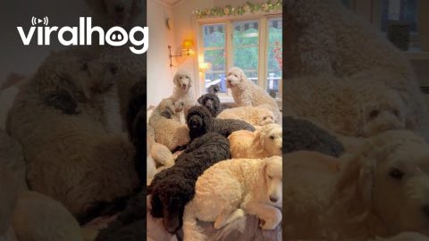 Blanket Of Doodles || ViralHog