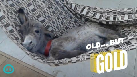 Just A Donkey In A Hammock NBD || ViralHog