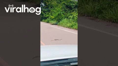 Cobra Crossing || ViralHog