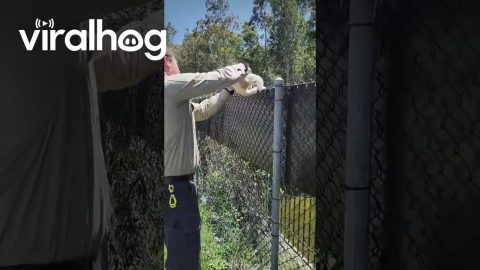 Helping a Koala to Safety || ViralHog