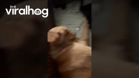 Roughhousing Puppies || ViralHog