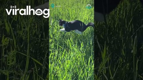 Tiny Cat Turned Bunny Rabbit || ViralHog