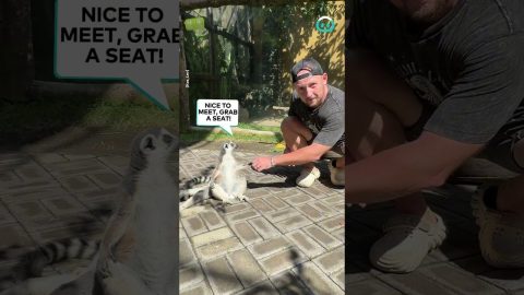 Man And Zoo Lemur Chill In Sun || ViralHog