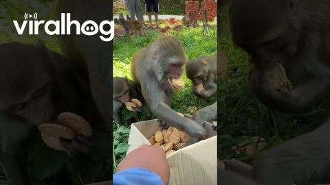 Monkeys Eat Many Cookies || ViralHog