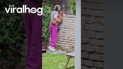Woman And Dachshund Gossip About Neighbors Together || ViralHog