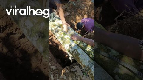 People Work Together to Save Buffalo Stuck in Well || ViralHog