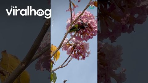 Parakeet does Spring Cleaning || ViralHog