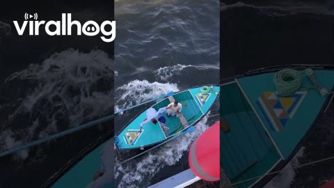 Boat Merchants Sell Wares To Tourist Cruise || ViralHog