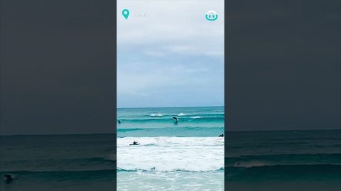 Dolphins Swims With Surfers || ViralHog