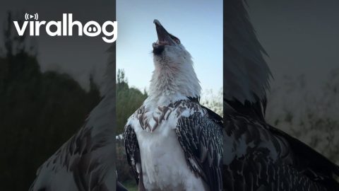 Bearded Vulture Swallows a Big Bone || ViralHog