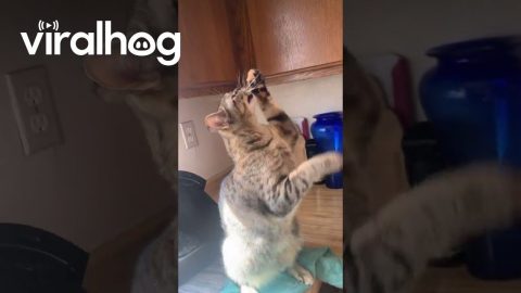 Cat Can't Catch Fly Stuck On Nose || ViralHog