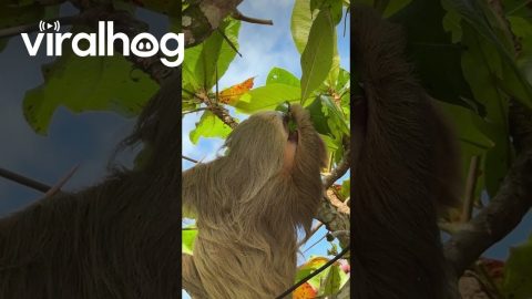 Sloth Mom and Baby Eat Together || ViralHog