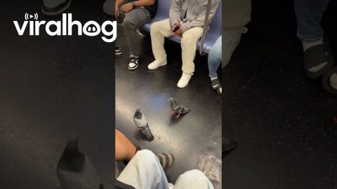 Pigeons Ride the Train || ViralHog