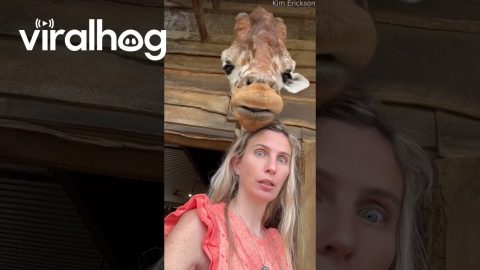 Jiggy the Giraffe Poses For the Camera || ViralHog