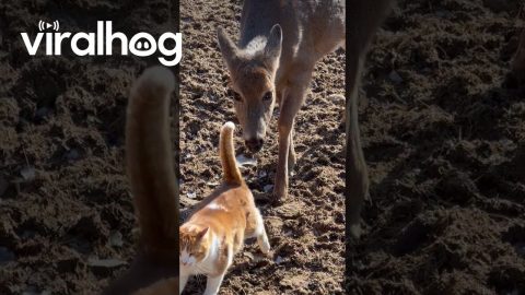 Friendly Deer Gives Cat a Bath || ViralHog