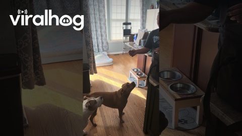 Treat Lands On Unathletic Dog's Back || ViralHog