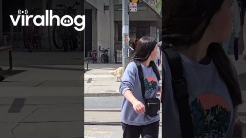Happy Dog With Bag Enjoys Beautiful Day || ViralHog