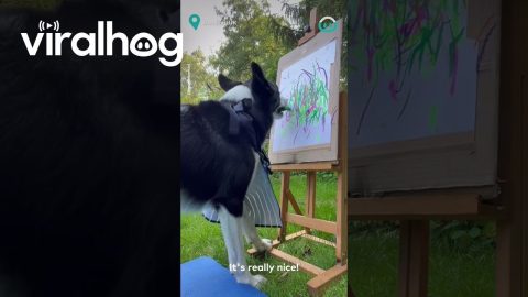 Talented Pup Paints Masterpiece || ViralHog