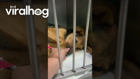 Post-Op Pup Places Paw in Owner's Hand || ViralHog