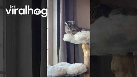 Cat Disapproves Of New Dog Toy || ViralHog