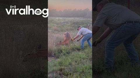 Man Helps a Deer Stuck on a Fence || ViralHog