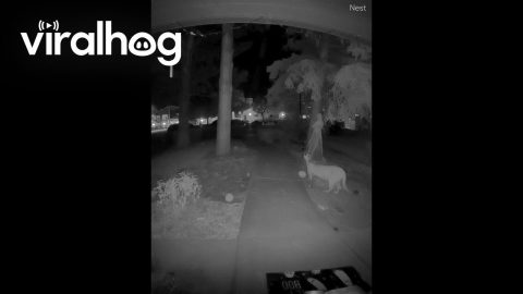 Mountain Lion Plays With Halloween Decoration || ViralHog