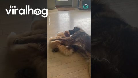 Cat Cuddles With Dog || ViralHog