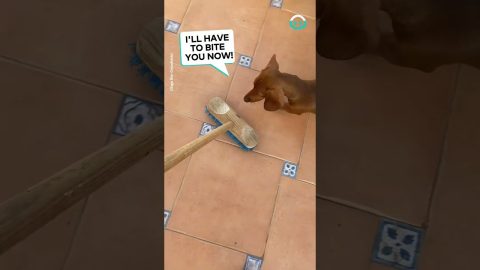 Dog Hates Broom || ViralHog