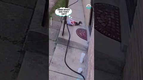 Cheeky Squirrel Makes Off With Groceries || ViralHog