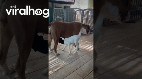 Sweet Boxer Dog Nurses Orphaned Lamb || ViralHog