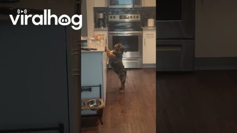 English Bulldog Caught Stealing Snacks || ViralHog