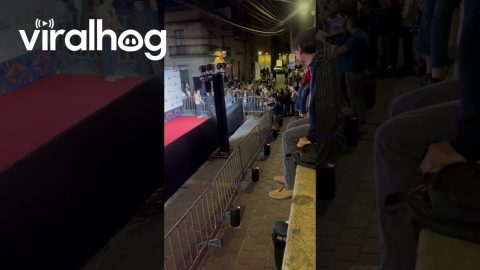 Dog's Red Carpet Debut Makes a Splash || ViralHog