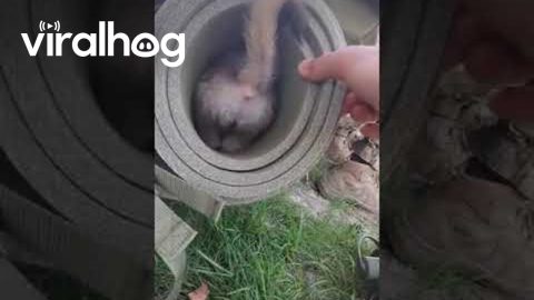 Small Puppy Finds Shelter With Ukrainian Soldiers || ViralHog